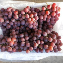 top quality 2020 crop fresh grape