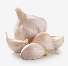 high quality  normal white garlic