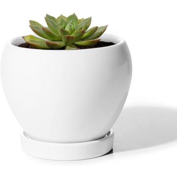 Indoor Plants Flower Succulent with Drainage Hole Saucer