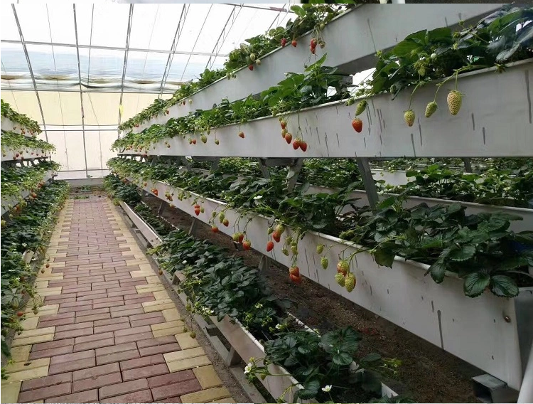 Commercial Strawberry Gully Hydroponics Channel