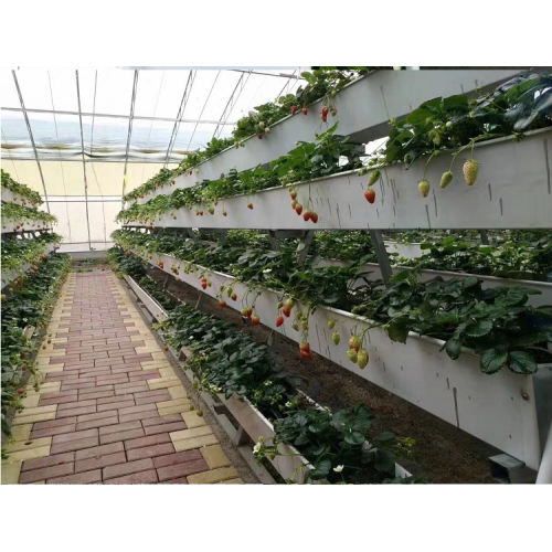 Saluran Hydroponics Strawberry Gully Komersial