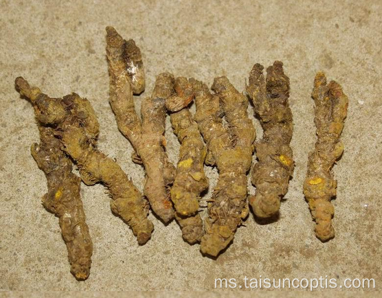 coptis cinese root herbaceous root