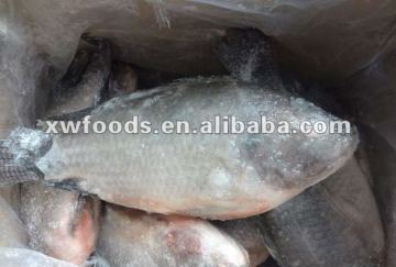 Raw Sea Foods IQF Frozen Fish Tilapia