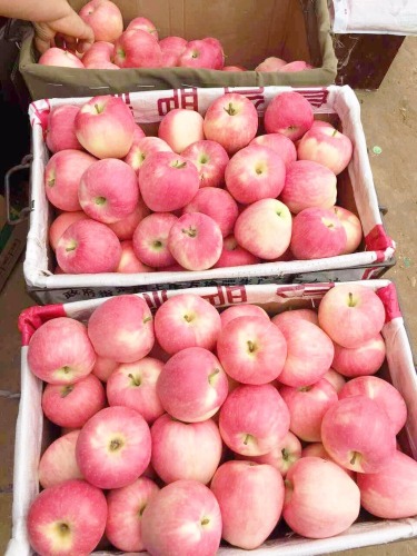 A large Chinese red star apple
