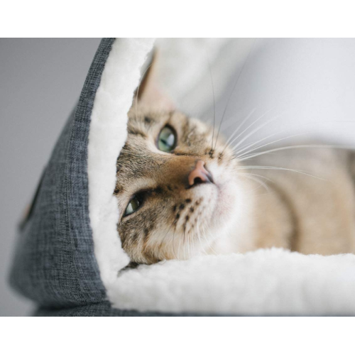 Mount Kitty Sill with Hood