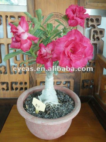 Adenium