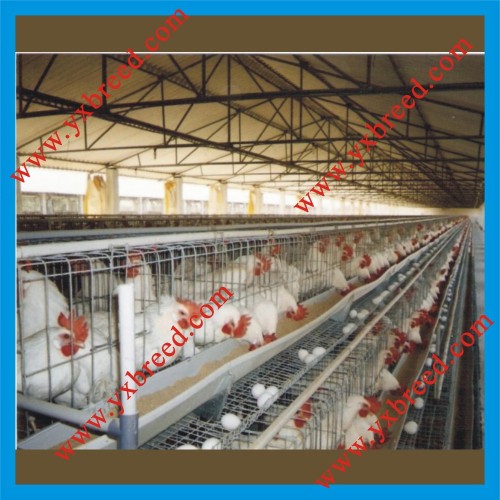 Poultry Equipment for Layers