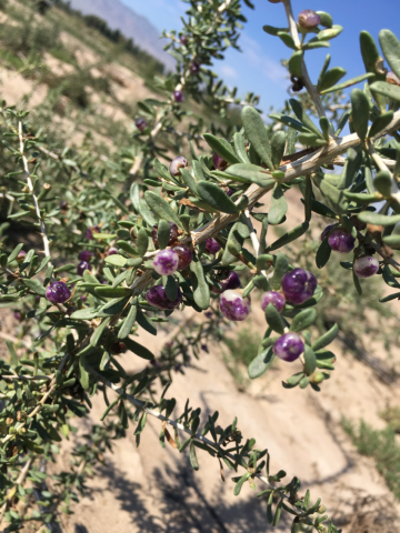 Black Dry Gogi (Wolfberry) Fruit