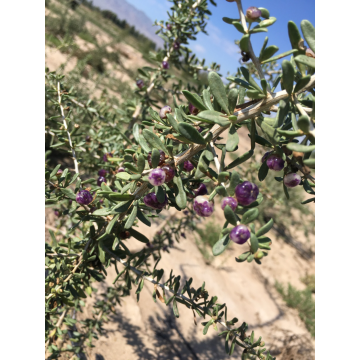 Zwarte Droge Gogi (Wolfberry) Fruit