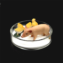 Animal feed tricalcium phosphate tcp 18 powder additives