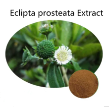 Buy online ingredients Eclipta prosteata Extract powder