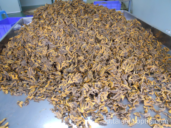 Ramuan Bahan Coptis Chinensis Huanglian