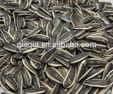 Jumbo size BIG Sunflower Seeds