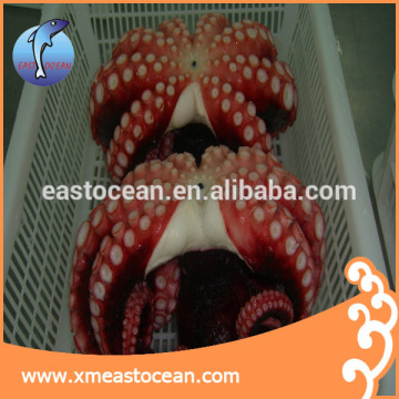 Fujian manufacture fresh frozen squid octopus