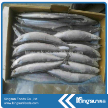 IQF Fish Pacific Saury Whole Round