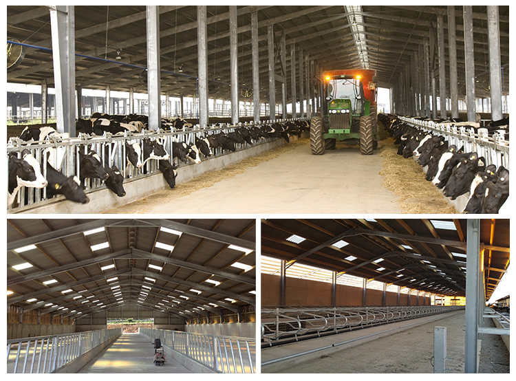 stable horse shed barn steel structure cowshed prefabricated dairy cow cattle farm shed barns house building bangladesh