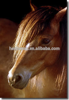 Clip horse forelock extensions