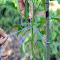 Tomates au concombre et aux tomates