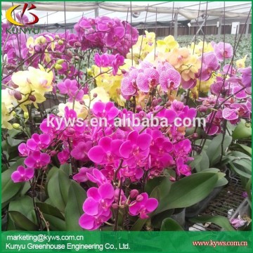 Phalaenopsis orchid from Taiwan Phalaenopsis orchid supply Orchid plants for sale
