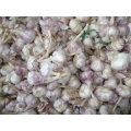 Top Quality Normal White Garlic