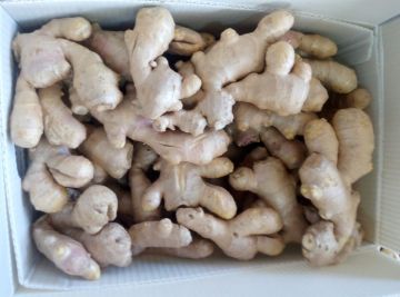 Good Quality Ginger Fresh Dried Full Dried Ginger