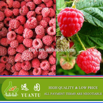 Heritage, Tulameen, Ferdoti, etc. Frozen Raspberry