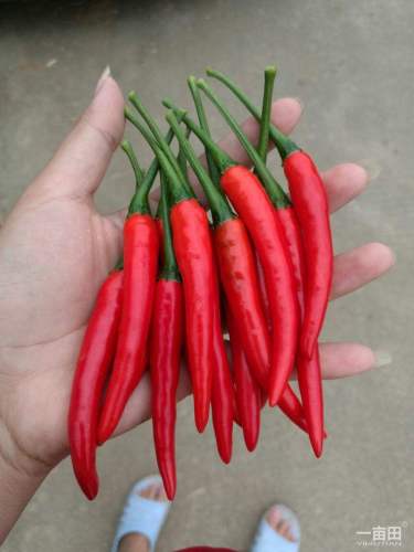 Peperoncino piccante caotico Hotsale