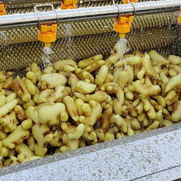 Buy Turmeric Ginger Washing Peeling Machine