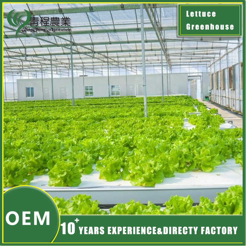 Serada Marul Yetiştiriciliği Greenhouse Lettuce Growing