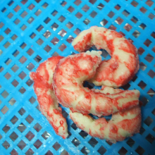 Good Quality Best Delicious Frozen Seafood Shrimp Brands With Good Factory Price From Ecuador