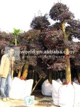loropetalum bonsai trees