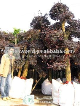 loropetalum bonsai trees