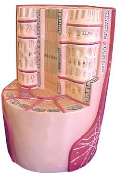 Skeletal muscle ultrastructure (1 component)