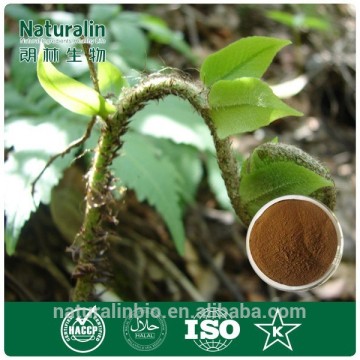 Herbal Medicine Hypericum Perforatum Extract,St.John's Wort Extract,Hypericum perforatum Extract Powder