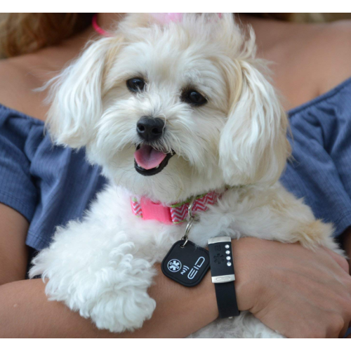 GPS PET Identification Tag