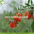 Approvisionnement d&#39;usine fruits naturels Super Food Goji baies