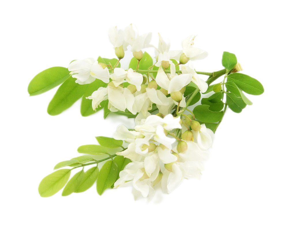 Arisun Supply Quercetin Sophora Japonica Extract