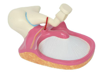 Listen to the bone and tympanic membrane model