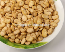 2014 crop peeled broad bean