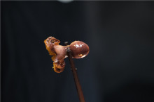 Blanched Baby Octopus Delicious