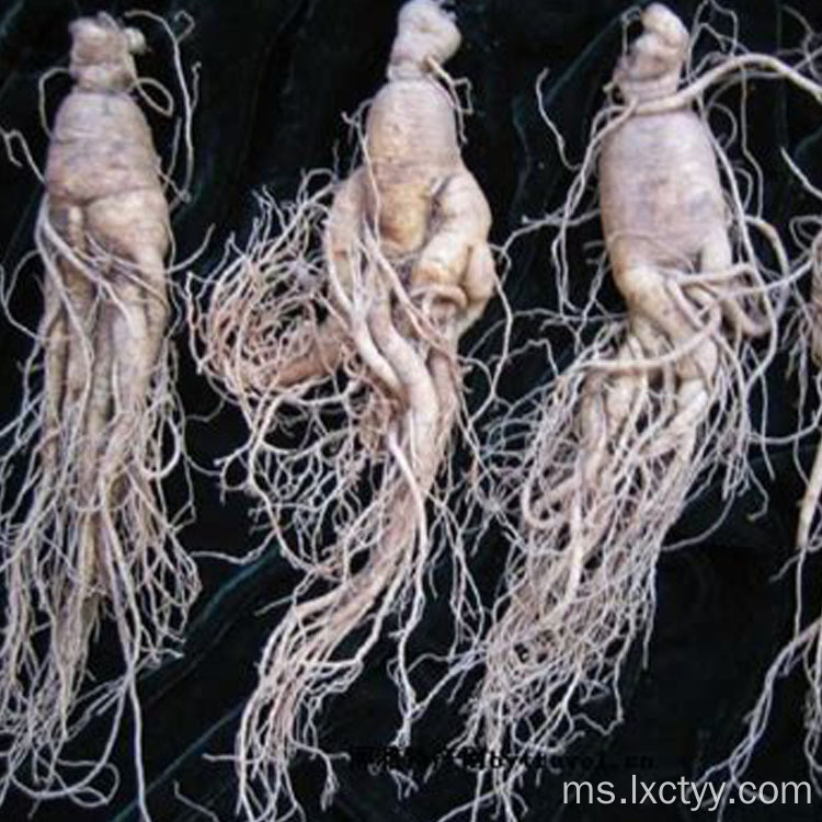 ginseng ginseng akar kesihatan