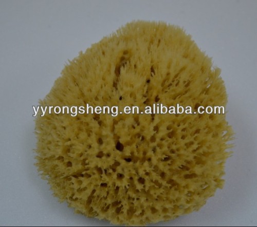 nature sponge