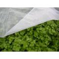 Cold winter vegetable plant windscreen