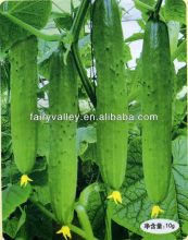 Growing Hybrid Chinese Green Cucumber Seeds F1
