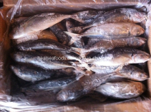 Muroaji / Red Tail Scad