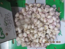 Purchase Fresh White Garlic