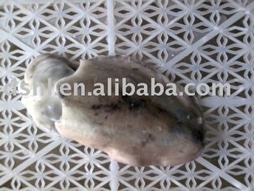 frozen cuttle fish