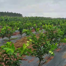 Wholesale Customization PE Mat Weed Control UV Woven Landscape Fabric