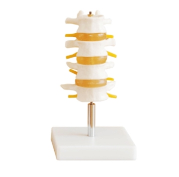 Lumbar Vertebra Structure Model