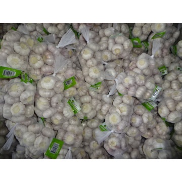 High Quality Crop 2019 Normal Garlic